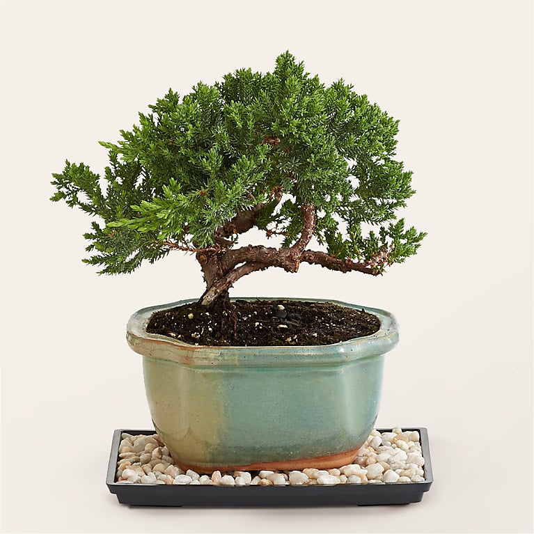 Juniper Bonsai Tree
