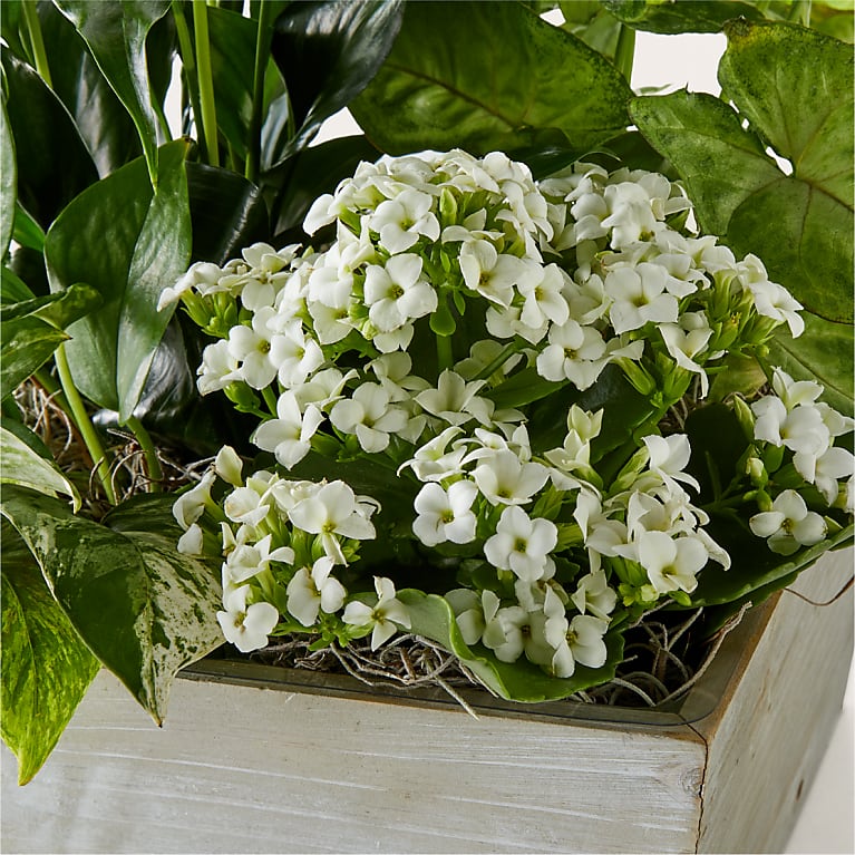 Peaceful White Garden
