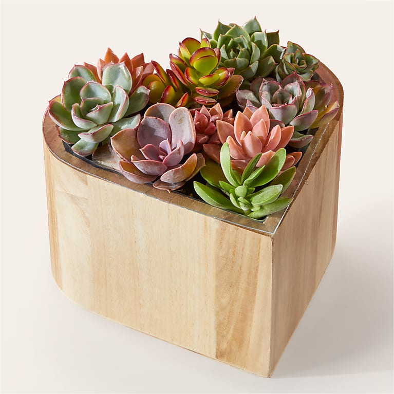 My Heart Succulent Garden