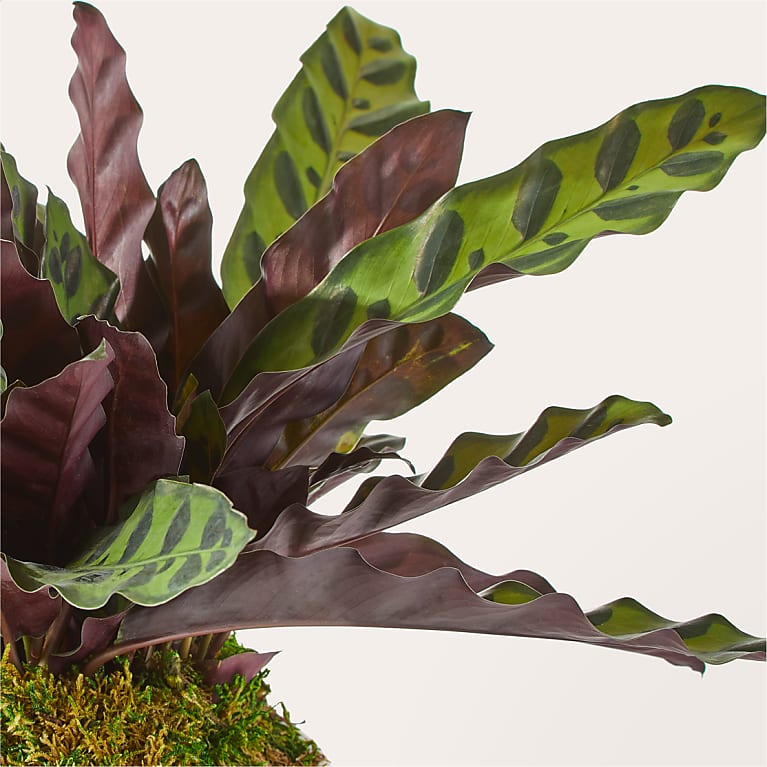 Purple Orchid & Rattlesnake Calathea Garden