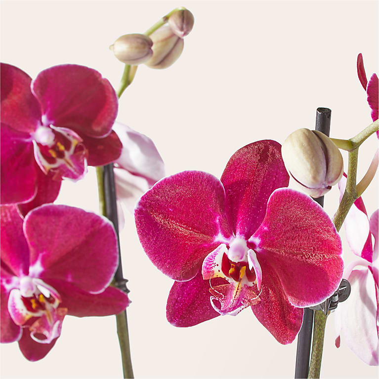 Purple Orchid & Rattlesnake Calathea Garden