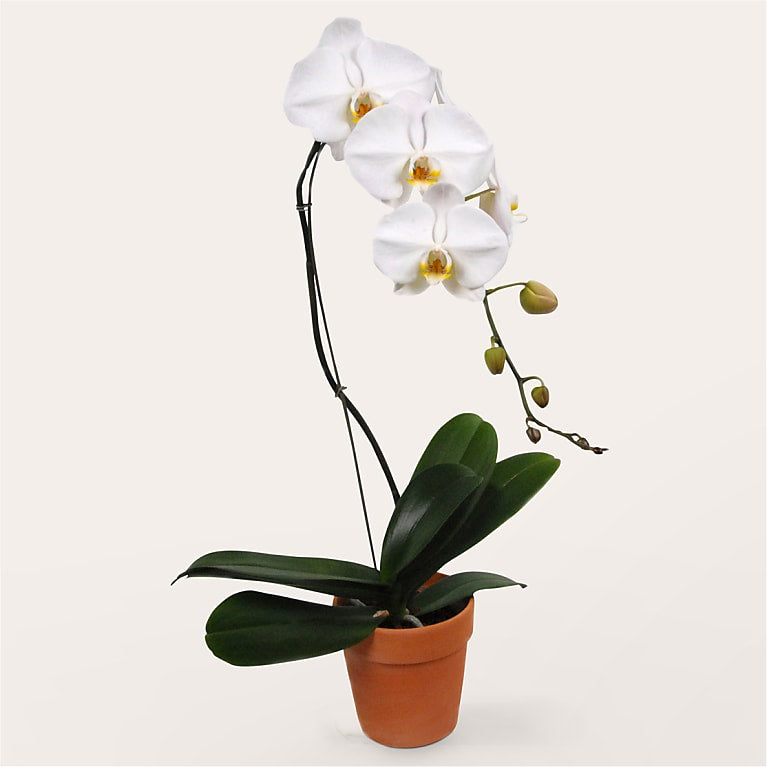 White Cascading Orchid