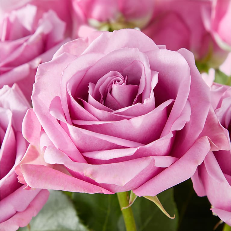 Secret Admirer Lavender Rose Bouquet